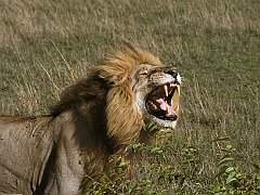 The King of Smiles, African Lion, Tanzania, Africa